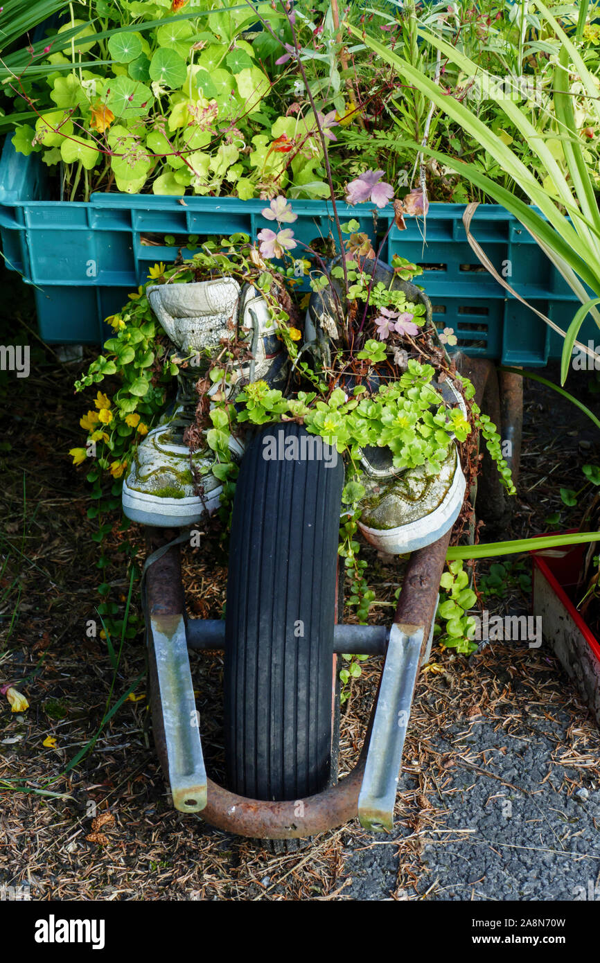 Ein Paar Turnschuhe mit Pflanzen bewachsen und überwuchert Stock Photo