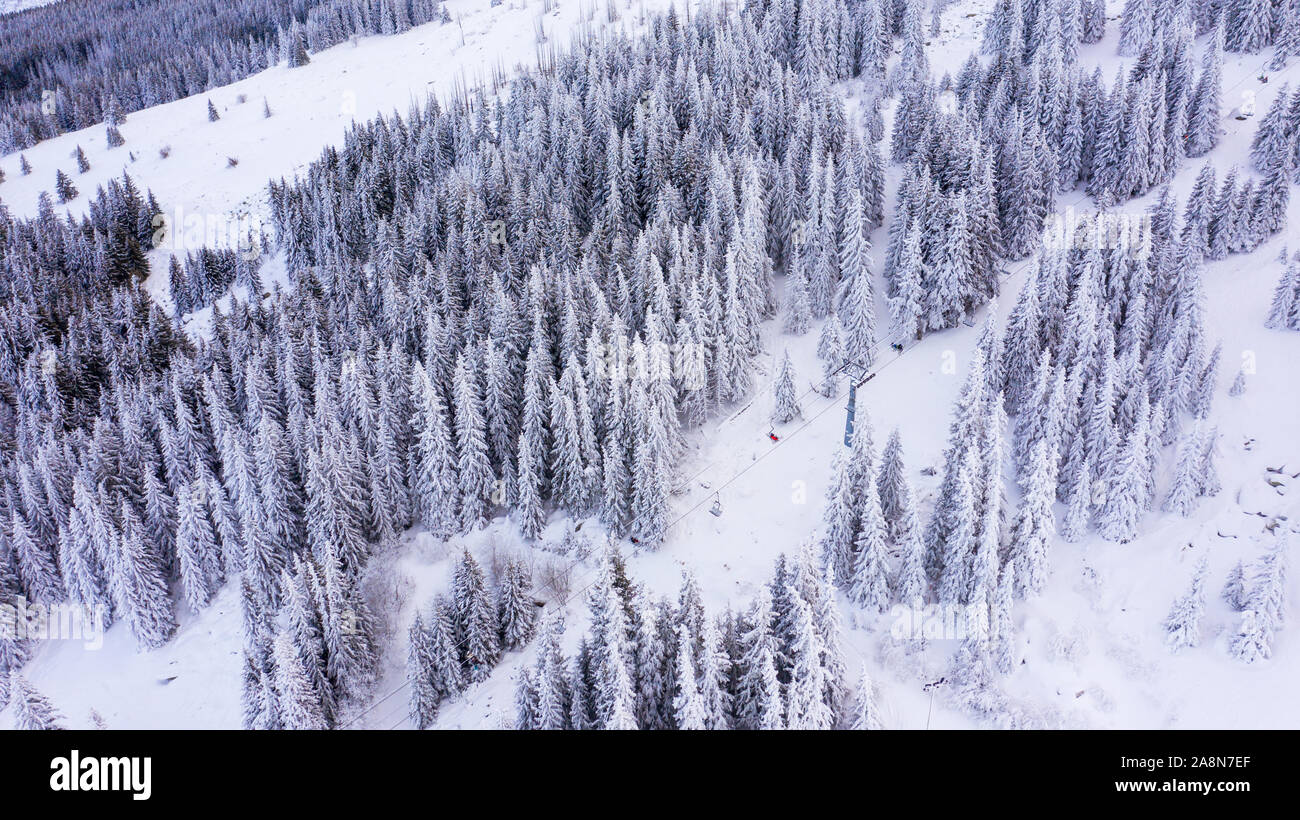 Aerial view of the forest at winter. The trees are covered with snow ...