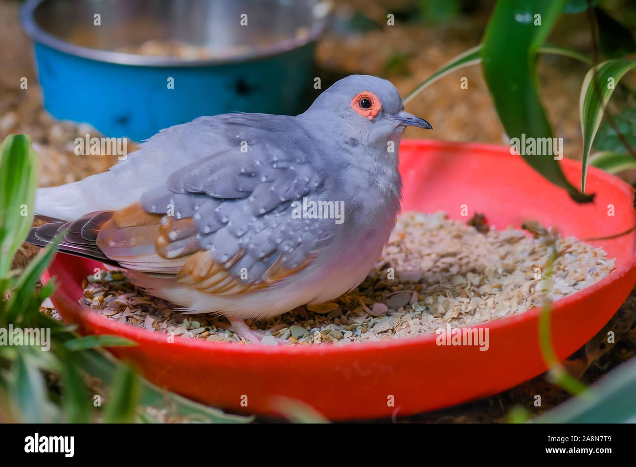 Diamond dove bird in the cage Stock Photo Alamy