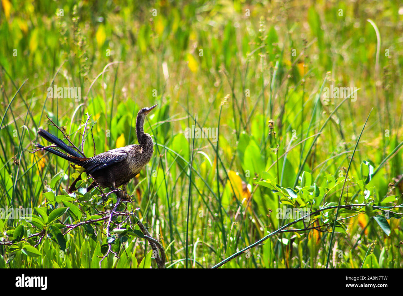 Juvenile anhinga hi-res stock photography and images - Alamy
