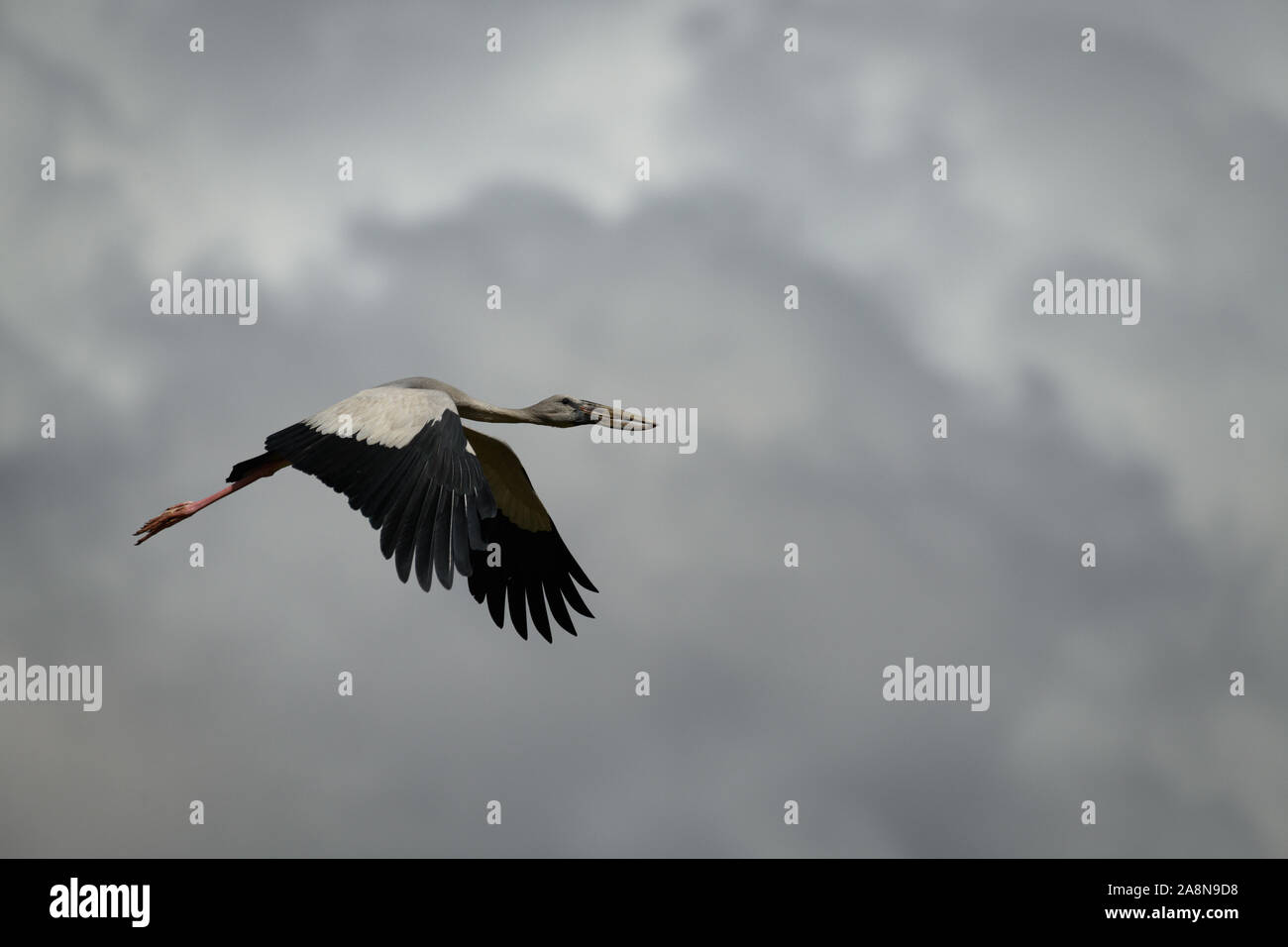 Asian open billed stork (Anastomus oscitans) flying on a cloudy day with rainy clouds in background.adults have a gap between upper and lower mandible Stock Photo