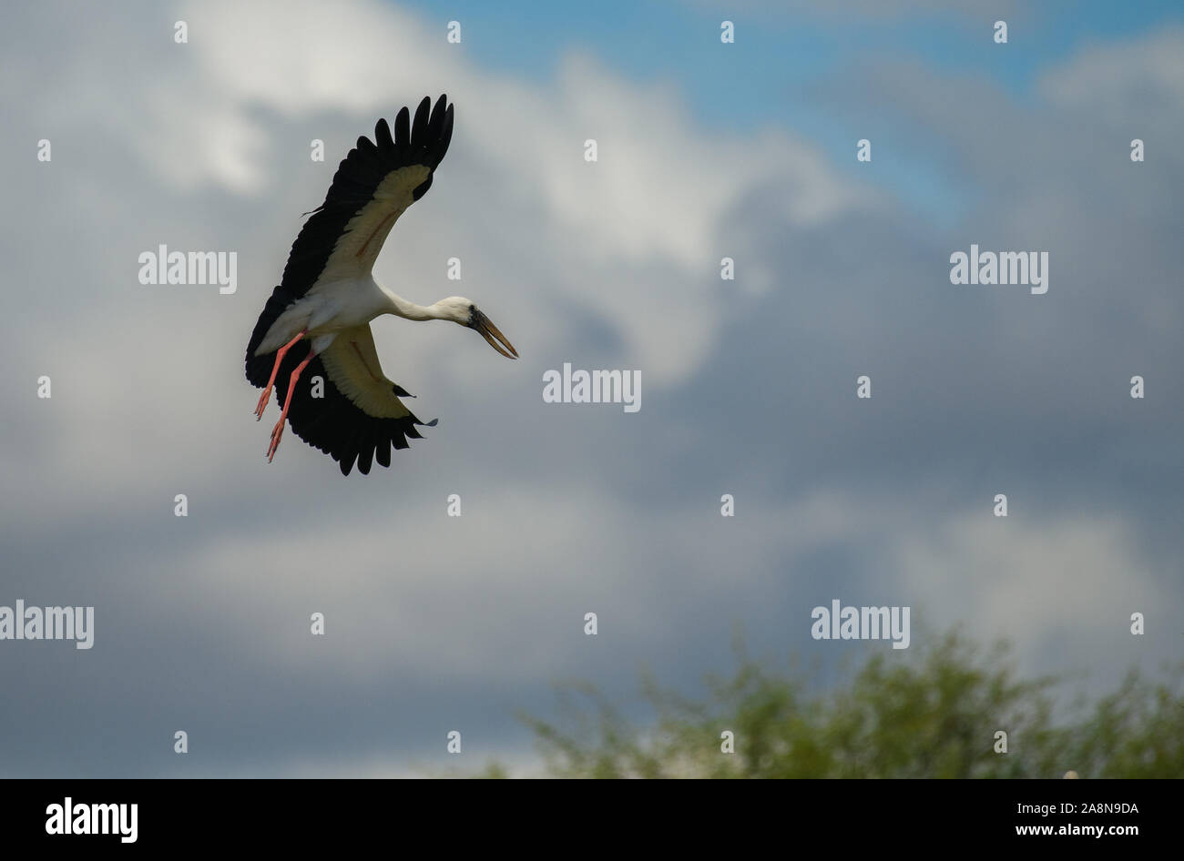 Asian open billed stork (Anastomus oscitans) flying on a cloudy day with rainy clouds in background.adults have a gap between upper and lower mandible Stock Photo