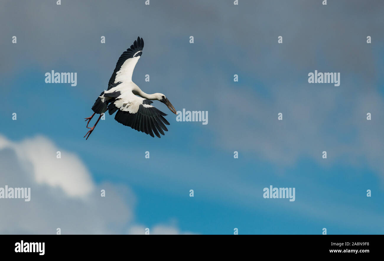 Asian open billed stork (Anastomus oscitans) flying on a cloudy day with rainy clouds in background.adults have a gap between upper and lower mandible Stock Photo