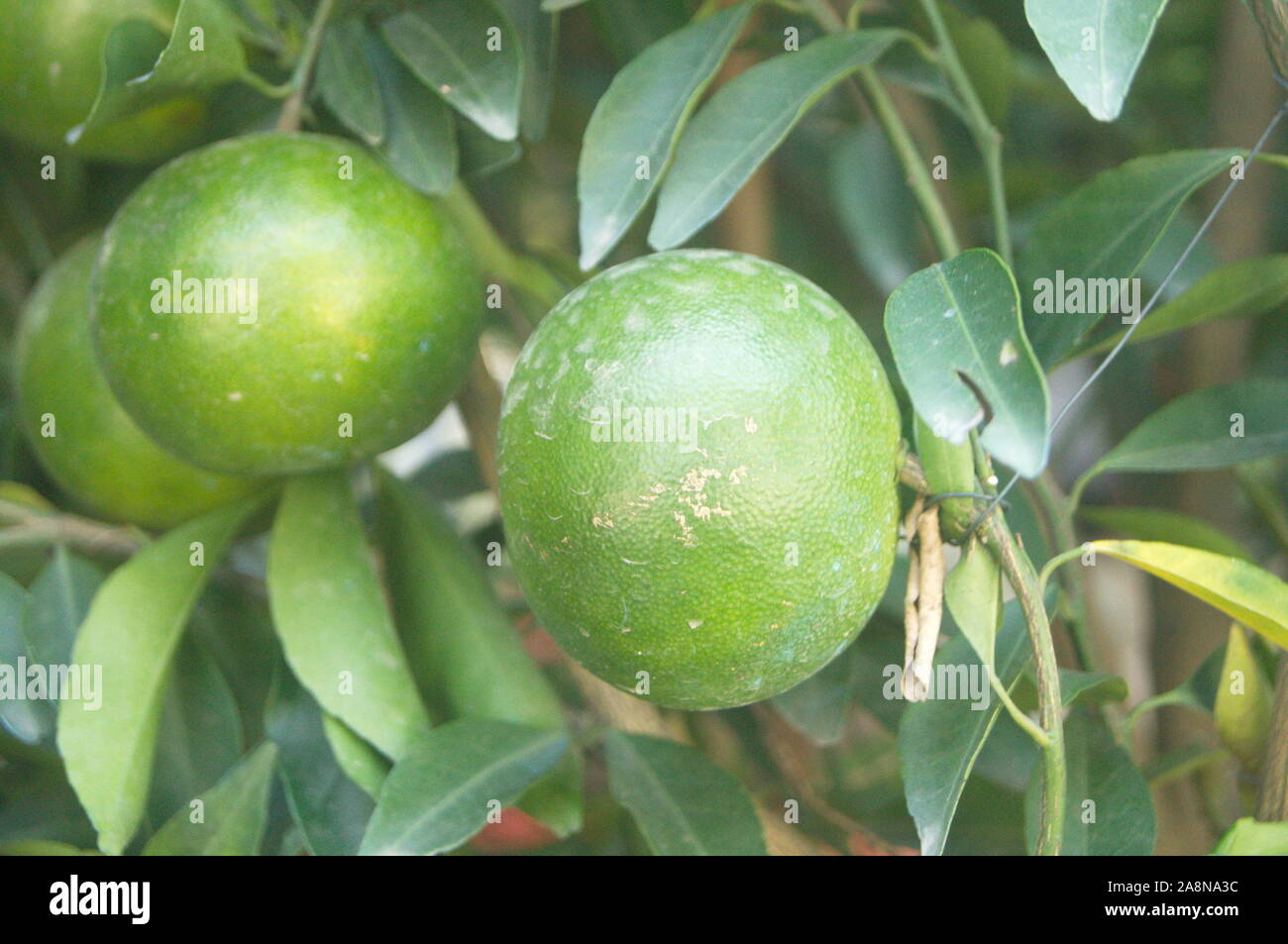 Oranges grow in the orchard and ripen Stock Photo Alamy