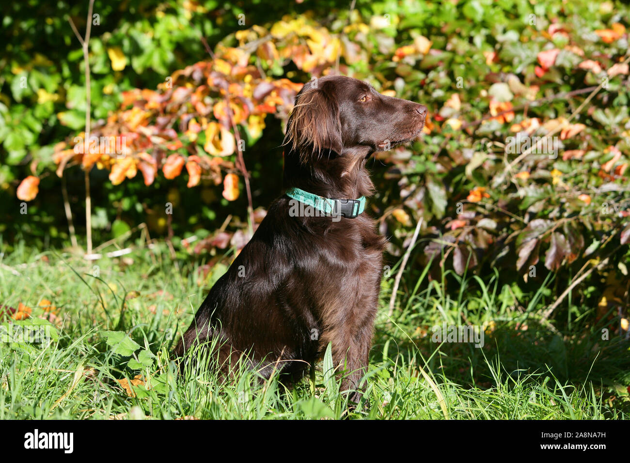 Flat coated retriever liver hires stock photography and images Alamy