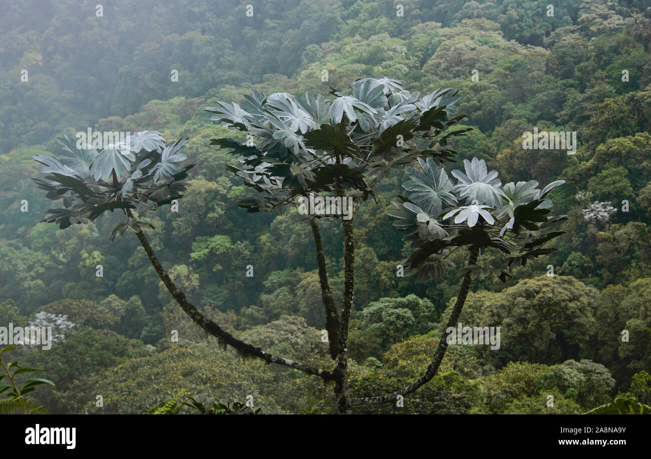 Cloud forest surrounding Mindo, Ecuador Stock Photo