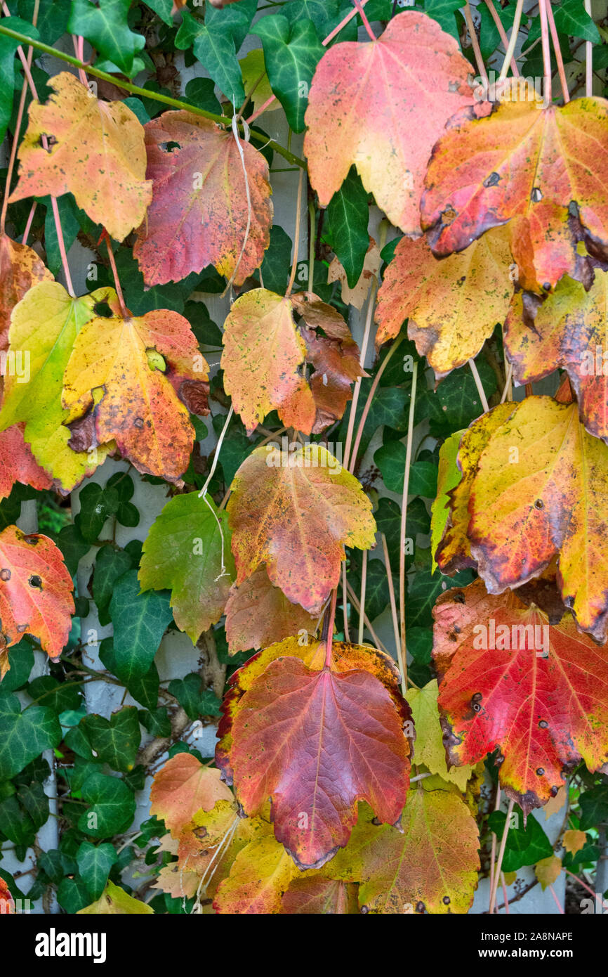 Colorful autumn leaves and flowers are beautiful in the cooler weather. Stock Photo