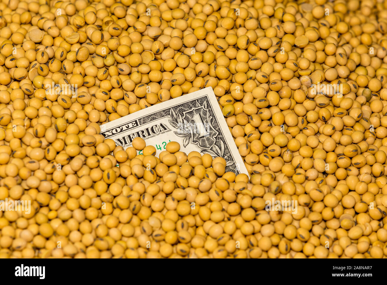 Closeup of harvested soybean seeds covering one dollar bill. Concept of commodity market prices during tariffs and trade war Stock Photo