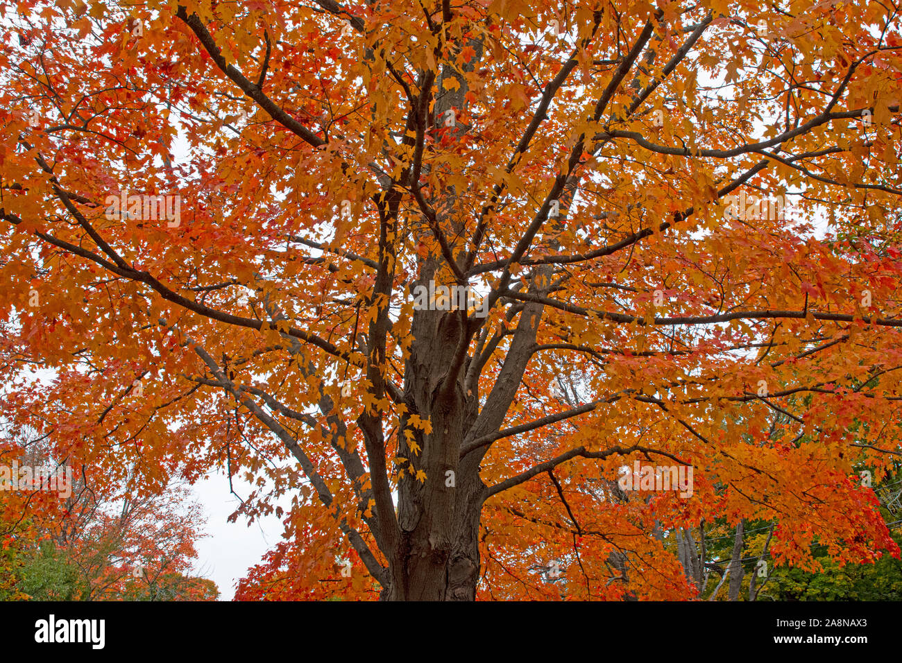 Colorful autumn leaves and flowers are beautiful in the cooler weather. Stock Photo