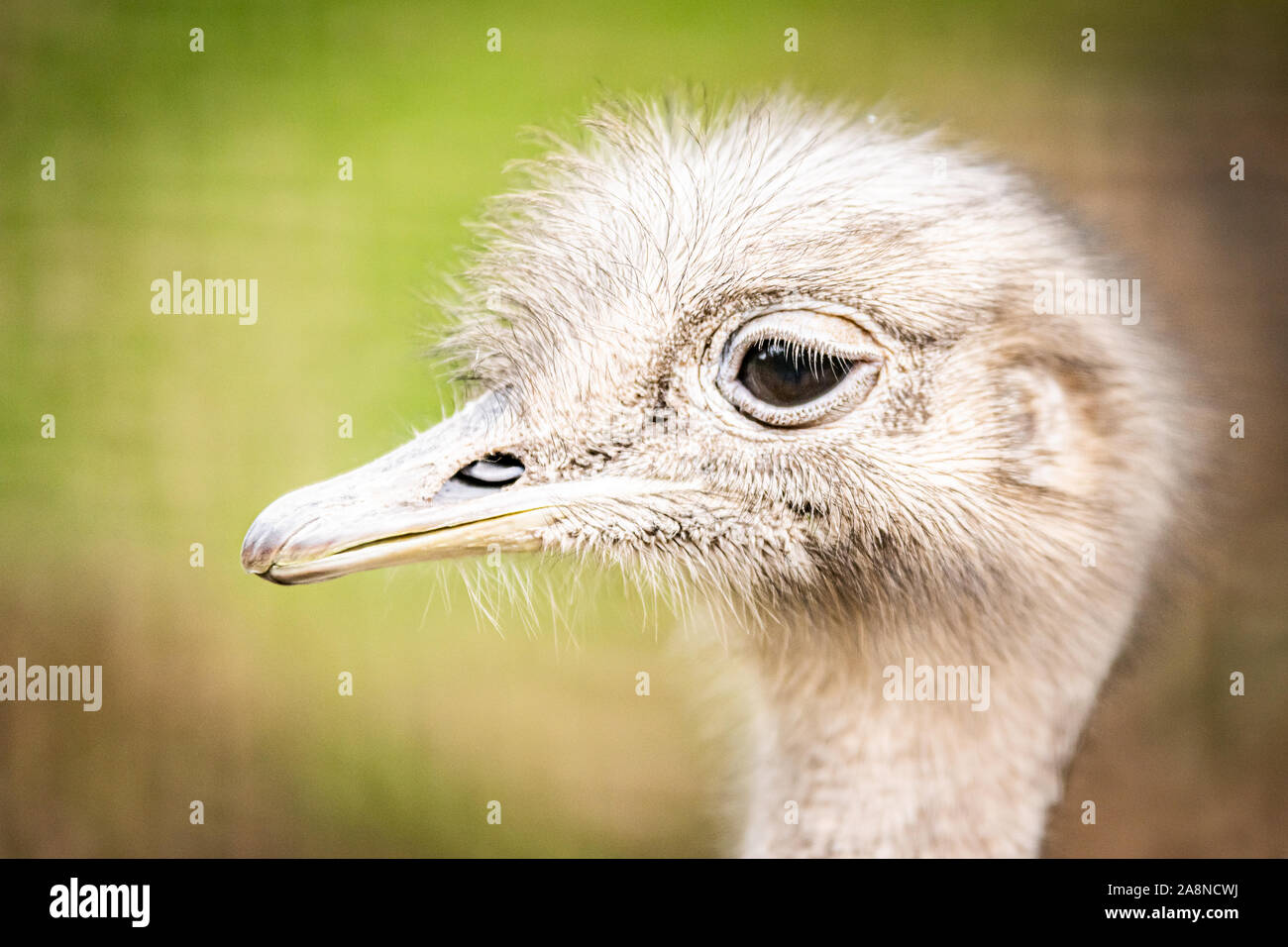 Edinburgh, UK. Wed 23rd October 2019. Darwin’s Rhea (Rhea pennata) or Lesser Rhea at Edinburgh Zoo, Scotland. Stock Photo