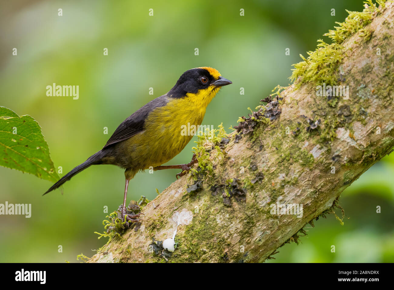 Pale-naped Brush-finch - Atlapetes pallidinucha, shy yellow and black brush-finch from Andean slopes of South America, Guango lodge, Ecuador. Stock Photo