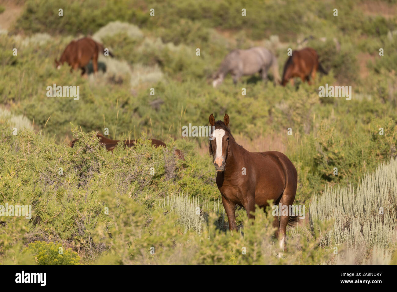 Sand wash basin wild horses in hires stock photography and images Alamy