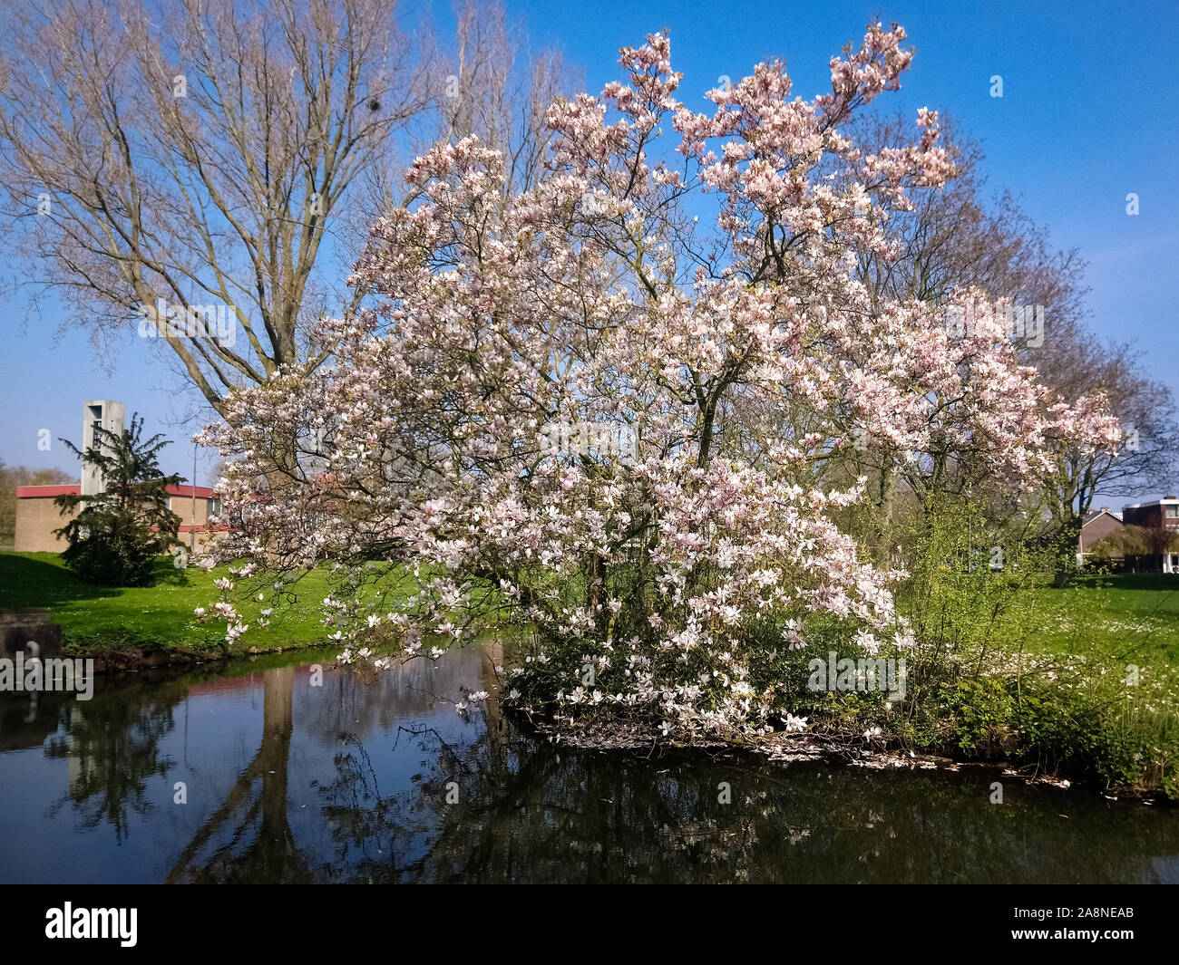 Spring magnolia tree hi-res stock photography and images - Alamy