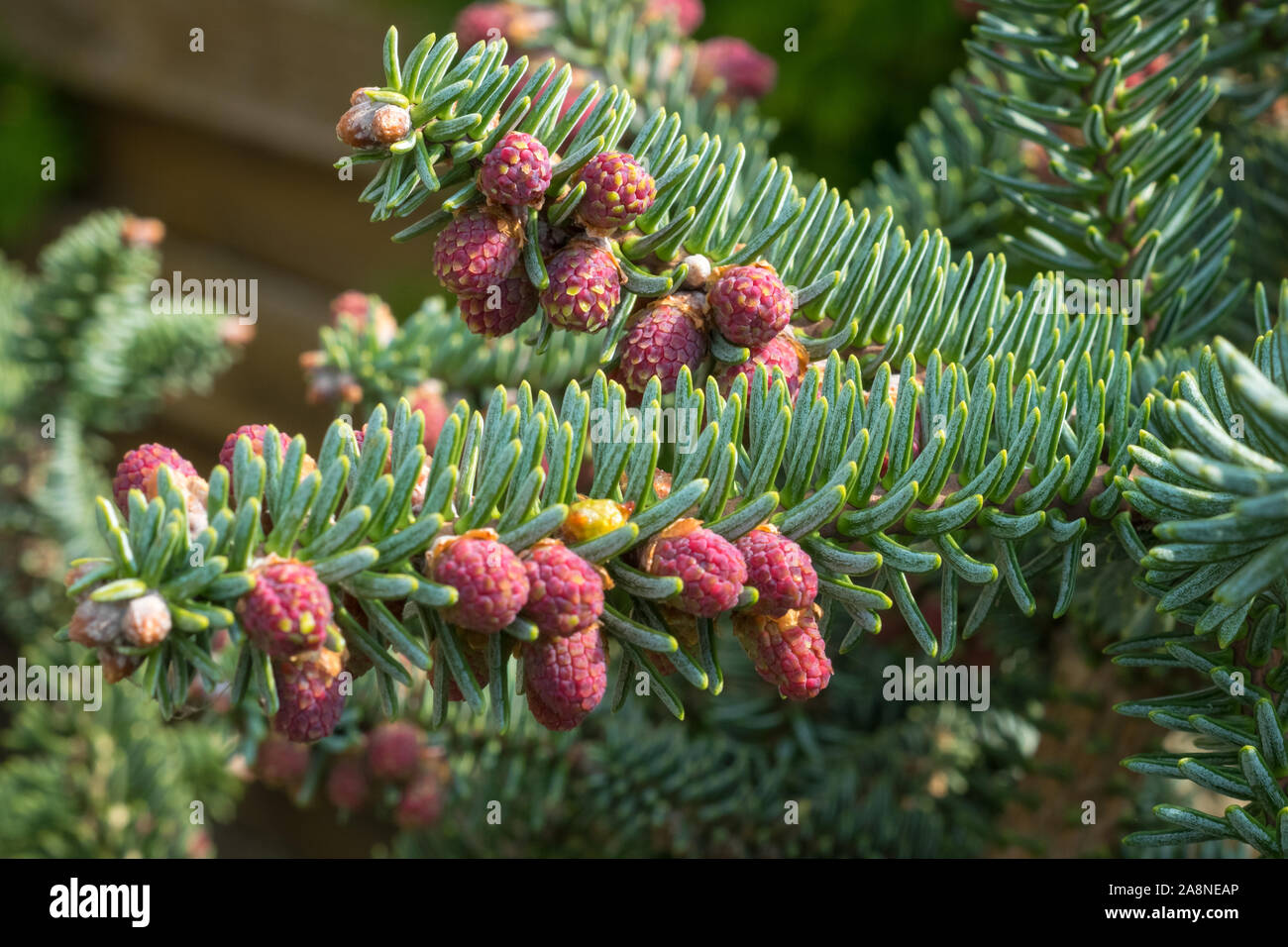 Close up of Spanish Fir (Abies pinsapo) with beautiful needles and purple colored pollen Stock Photo