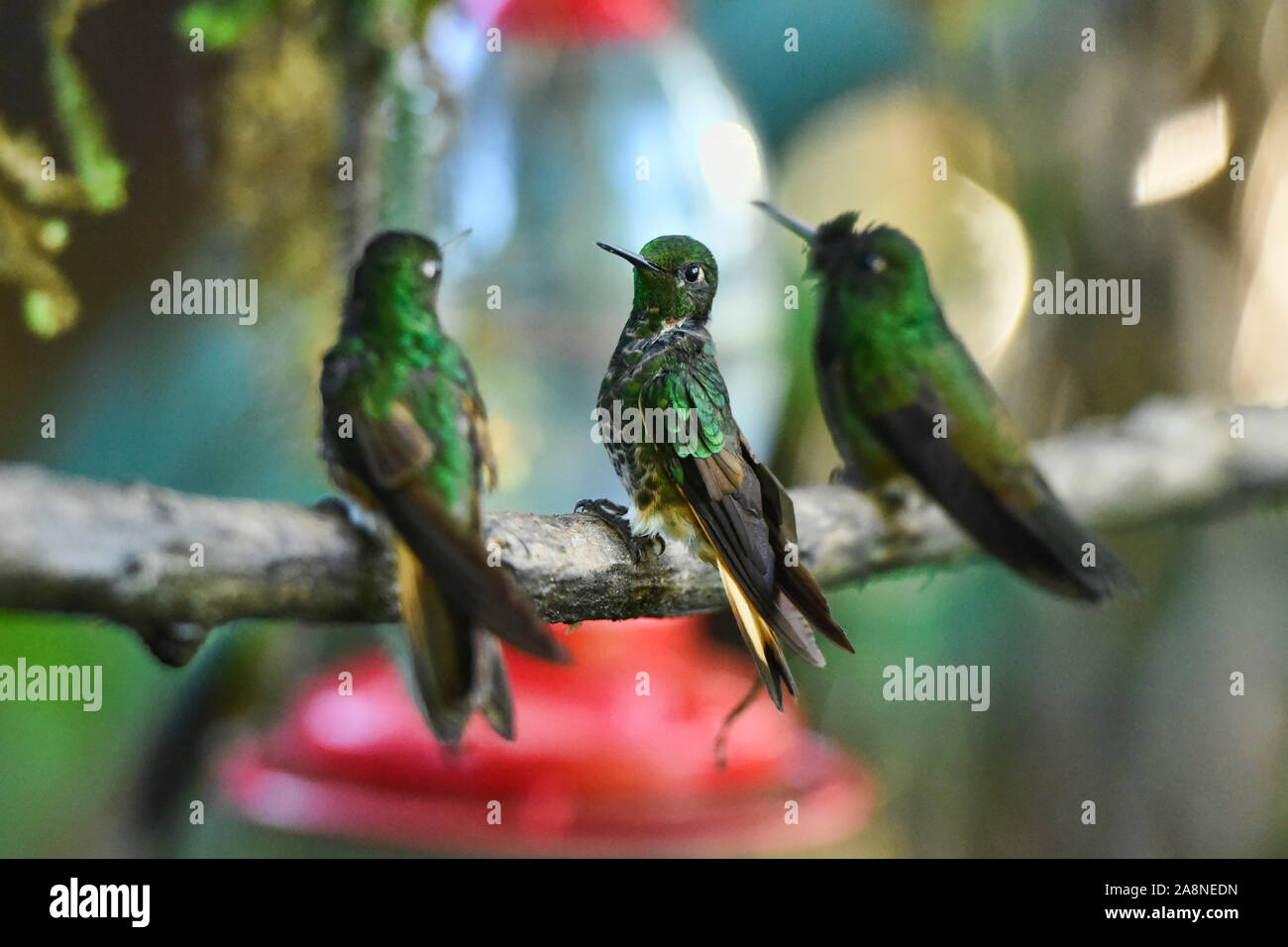 Hummingbirds at a feeder, Bellavista Cloud Forest Reserve, Mindo, Ecuador Stock Photo