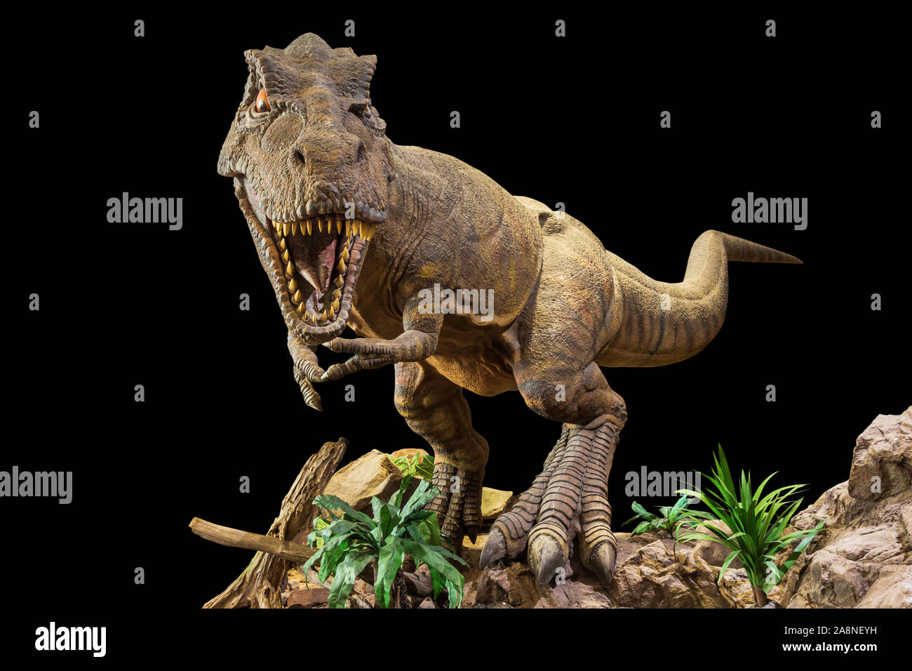 Tyrannosaurus rex . T-rex is walking , growling and open mouth on rock . Black isolated background . Embedded clipping paths . Stock Photo
