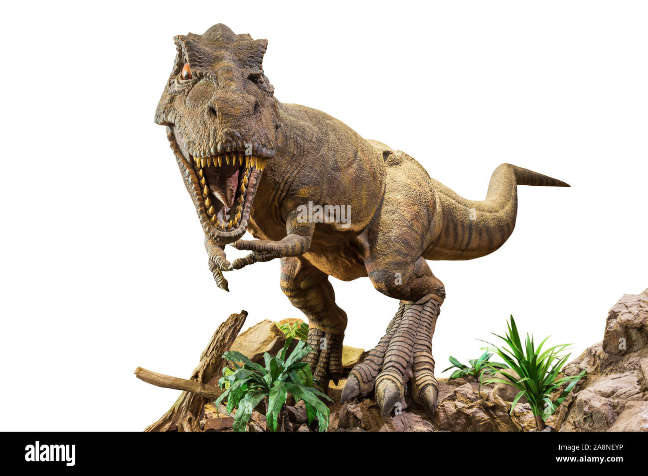 Tyrannosaurus rex . T-rex is walking , growling and open mouth on rock . White isolated background . Embedded clipping paths . Stock Photo
