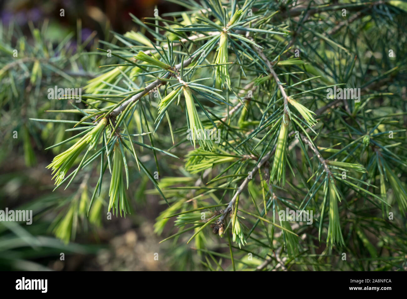 Young shoots of Deodar Cedar (Cedrus deodara), also known as himalayan cedar, in spring. Stock Photo