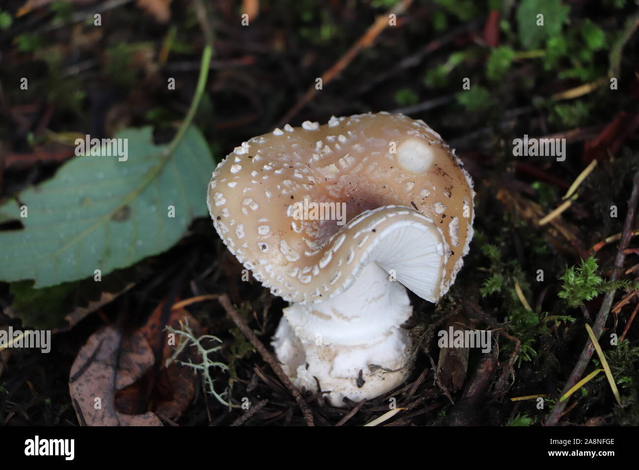close up of dangerous mushroom, amanita pantherina (also known as the panther cap and false blusher) mushroom on a coniferous woodland floor Stock Photo