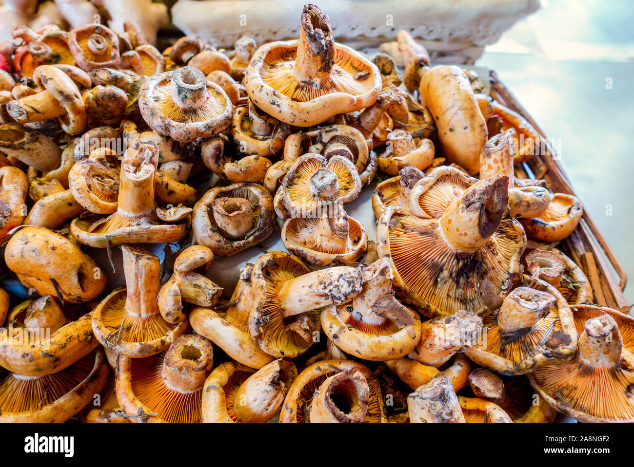 saffron milk cap or pine mushroom, (Lactarius deliciosus ) sold at a market in Malaga, Spain. Stock Photo