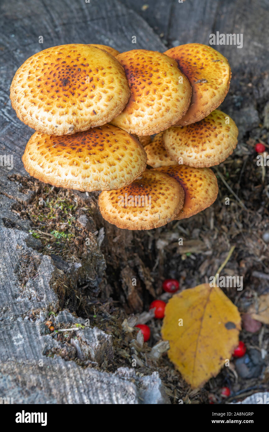 Pholiata mushrooms hires stock photography and images Alamy