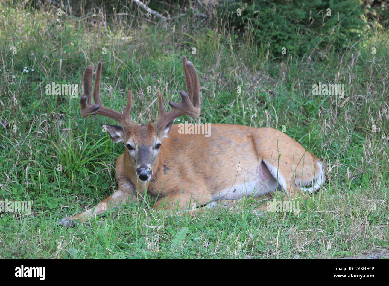whitetail deers Stock Photo
