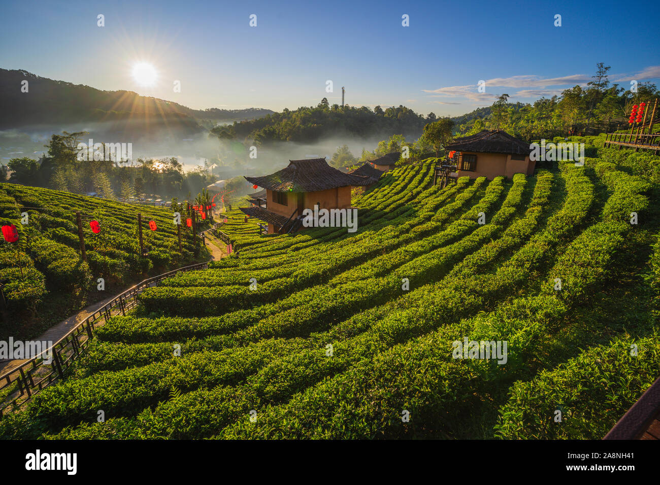 The Tea Plantation on nature the mountains in Ban Rak Thai, Mae Hong Son, THAILAND Stock Photo