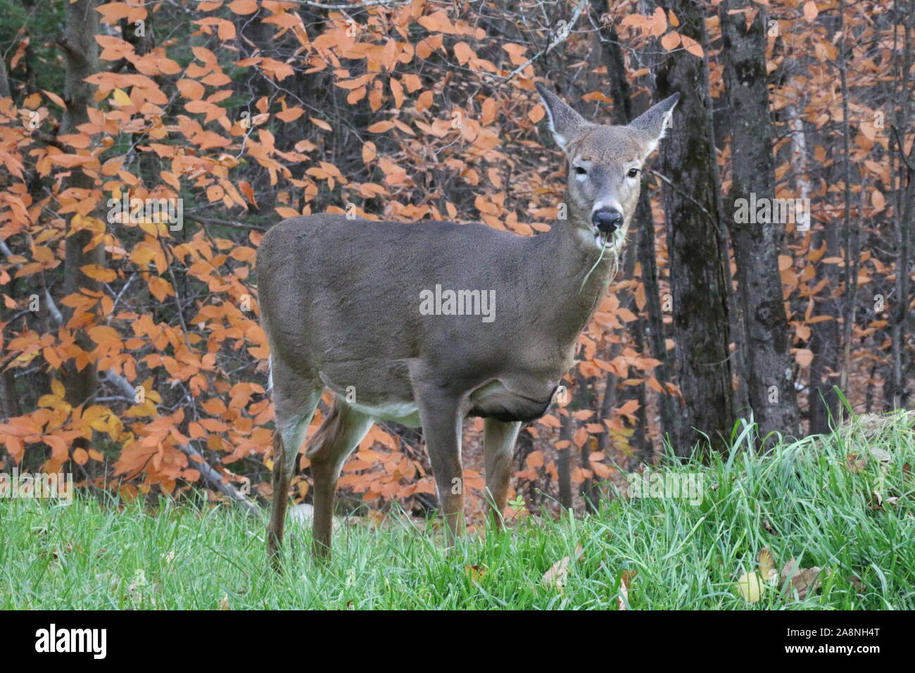 whitetail deers Stock Photo