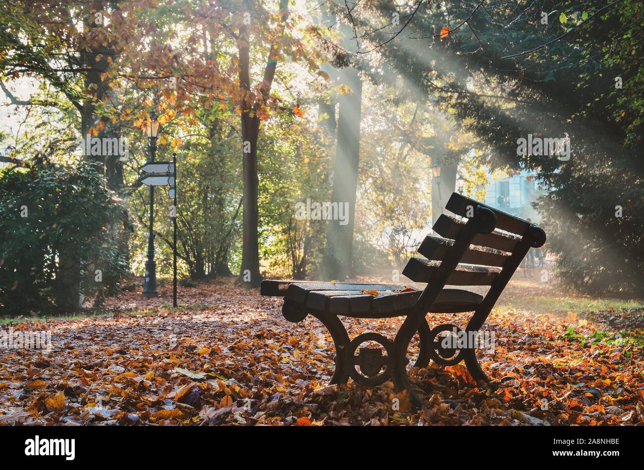 City park in the morning in the sunshine. Park bench in a beautiful morning scenery. Stock Photo