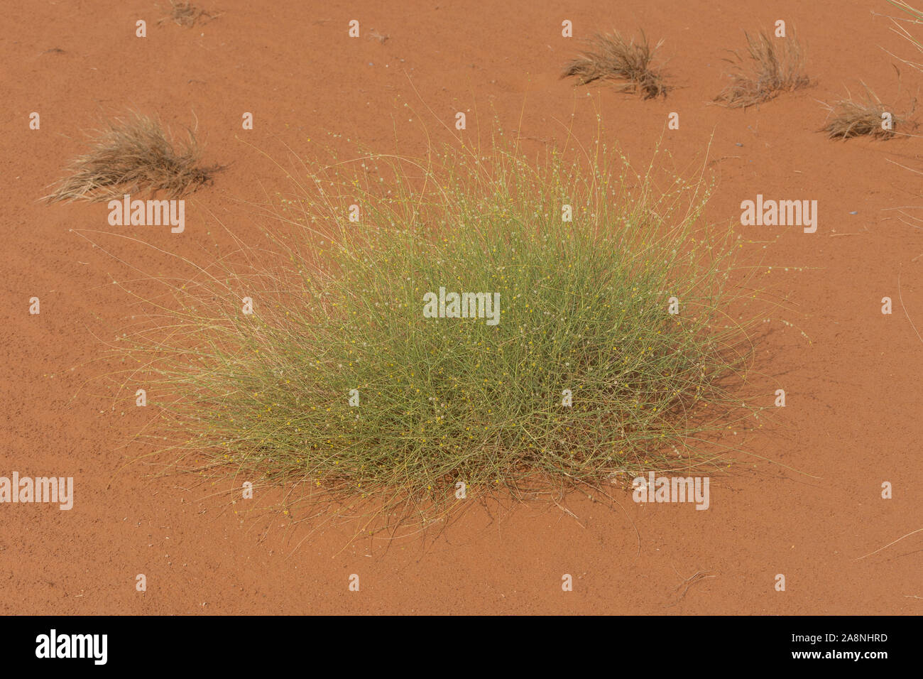Green resiliant desert grass plants with small yellow flowers sits among the patterned and textured orange sands in the United Arab Emirates. Stock Photo