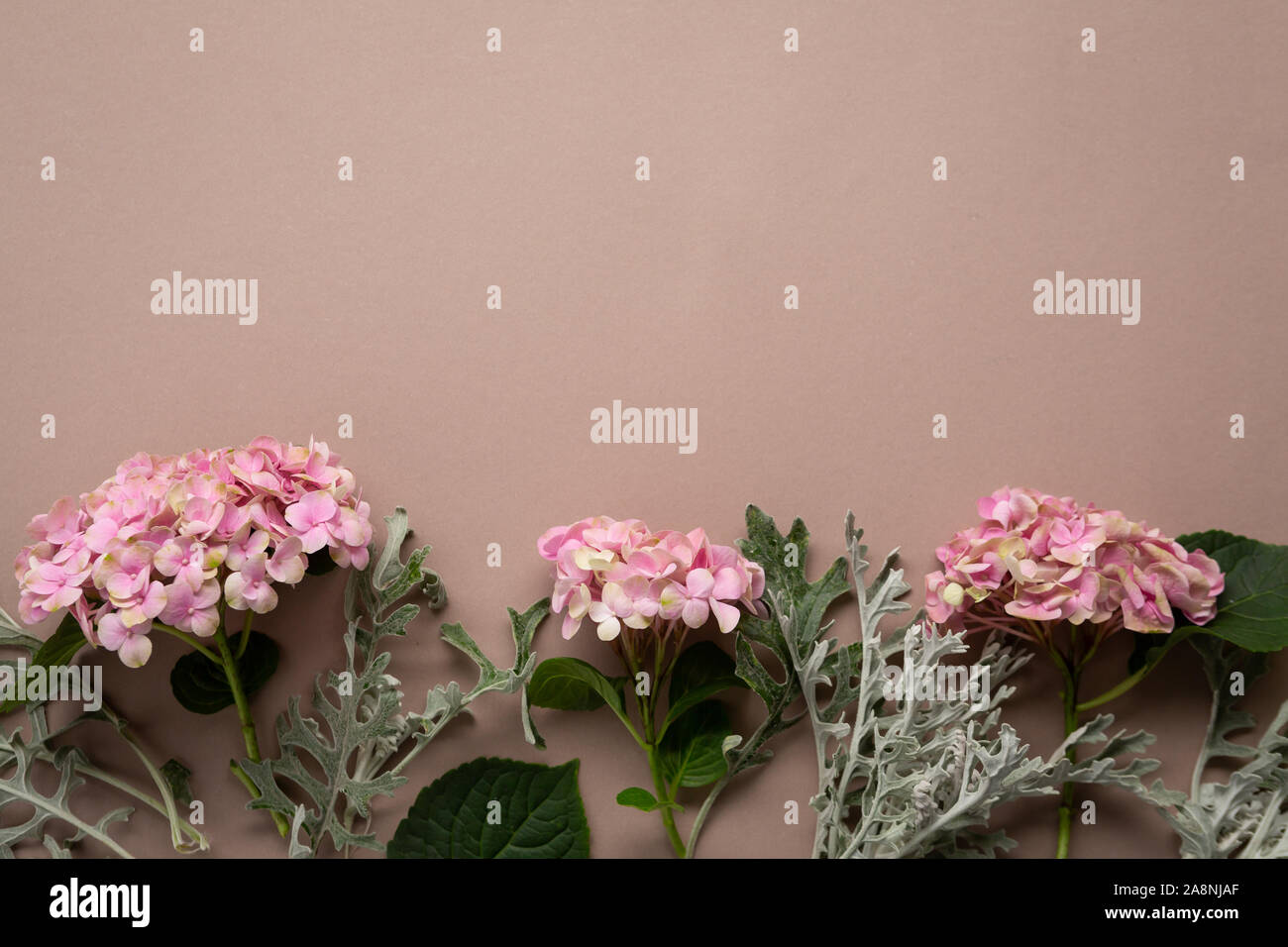 Small blooming pink hydrangea background Stock Photo - Alamy