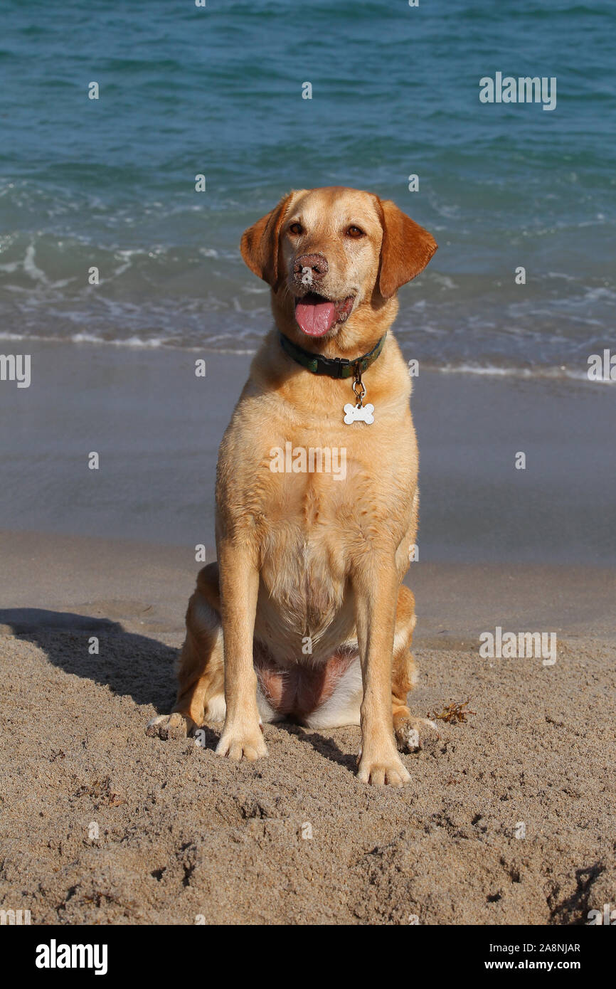 Lab Running On The Beach High Resolution Stock Photography And Images Alamy