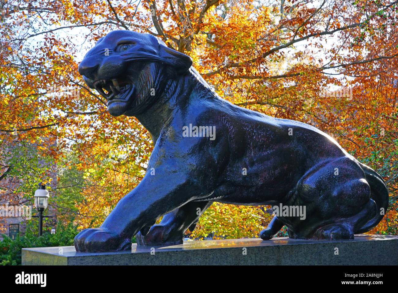 PRINCETON, NJ -9 NOV 2019- View of a tiger sculpture across from Nassau  Hall on the campus of Princeton University, a private Ivy League university  in Stock Photo - Alamy