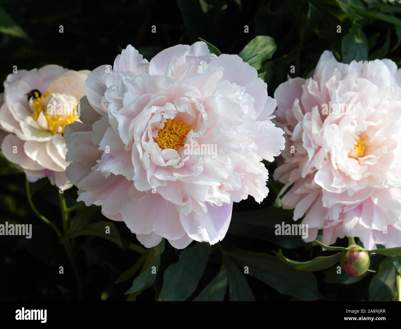 Paeonia Morning Kiss. Double pink peony flower. Paeonia