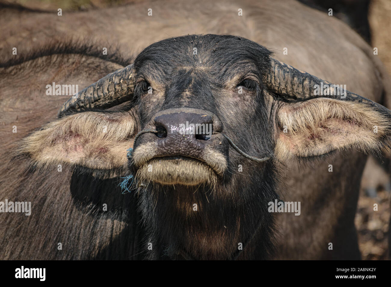 Water buffalo, Myanmar Stock Photo