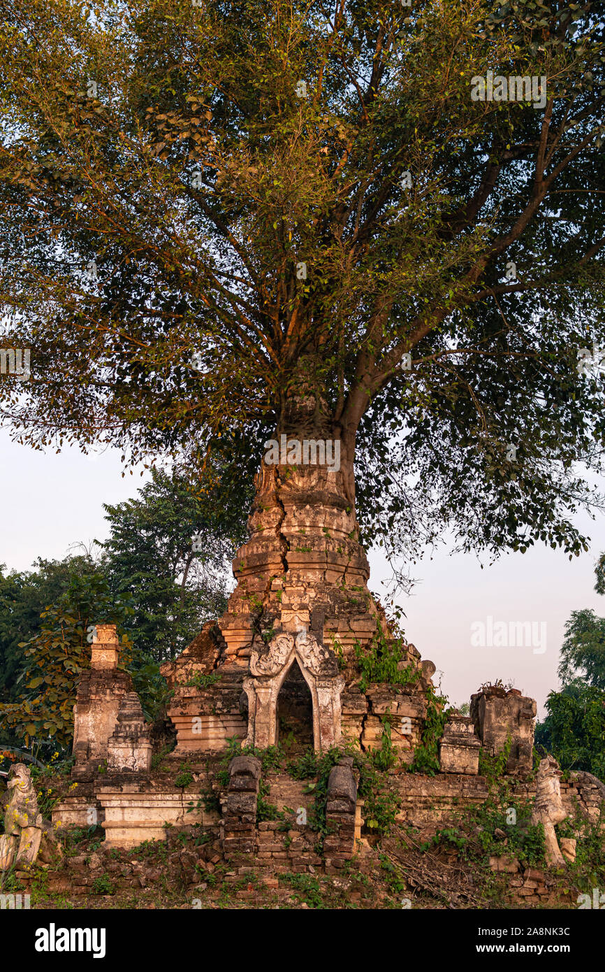 Tree growing from an ancient stupa, Hsipaw, Myanmar (Burma) Stock Photo