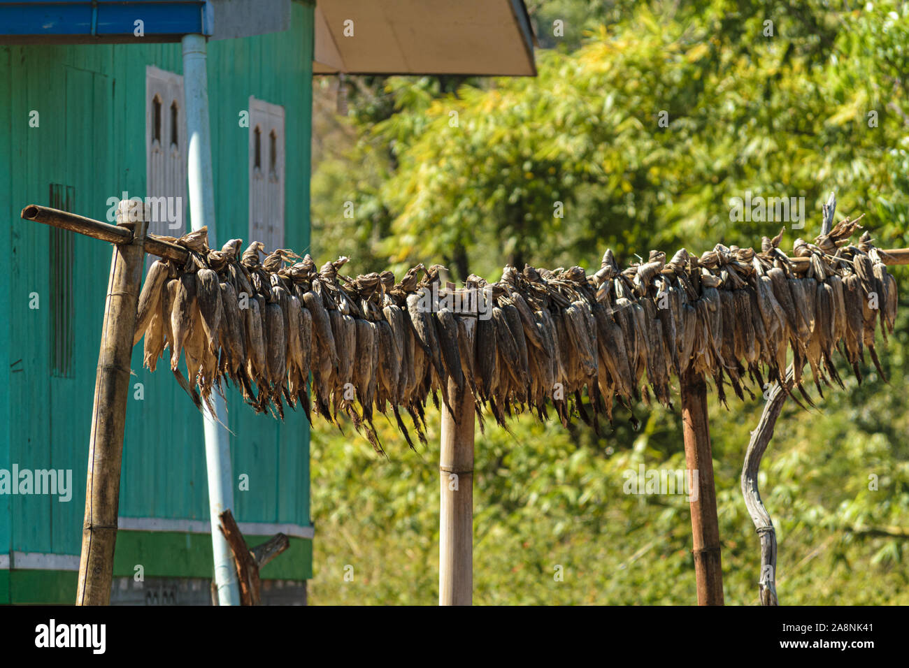 Corn cobs drying in the sun, Pan Pet, Myanmar Stock Photo
