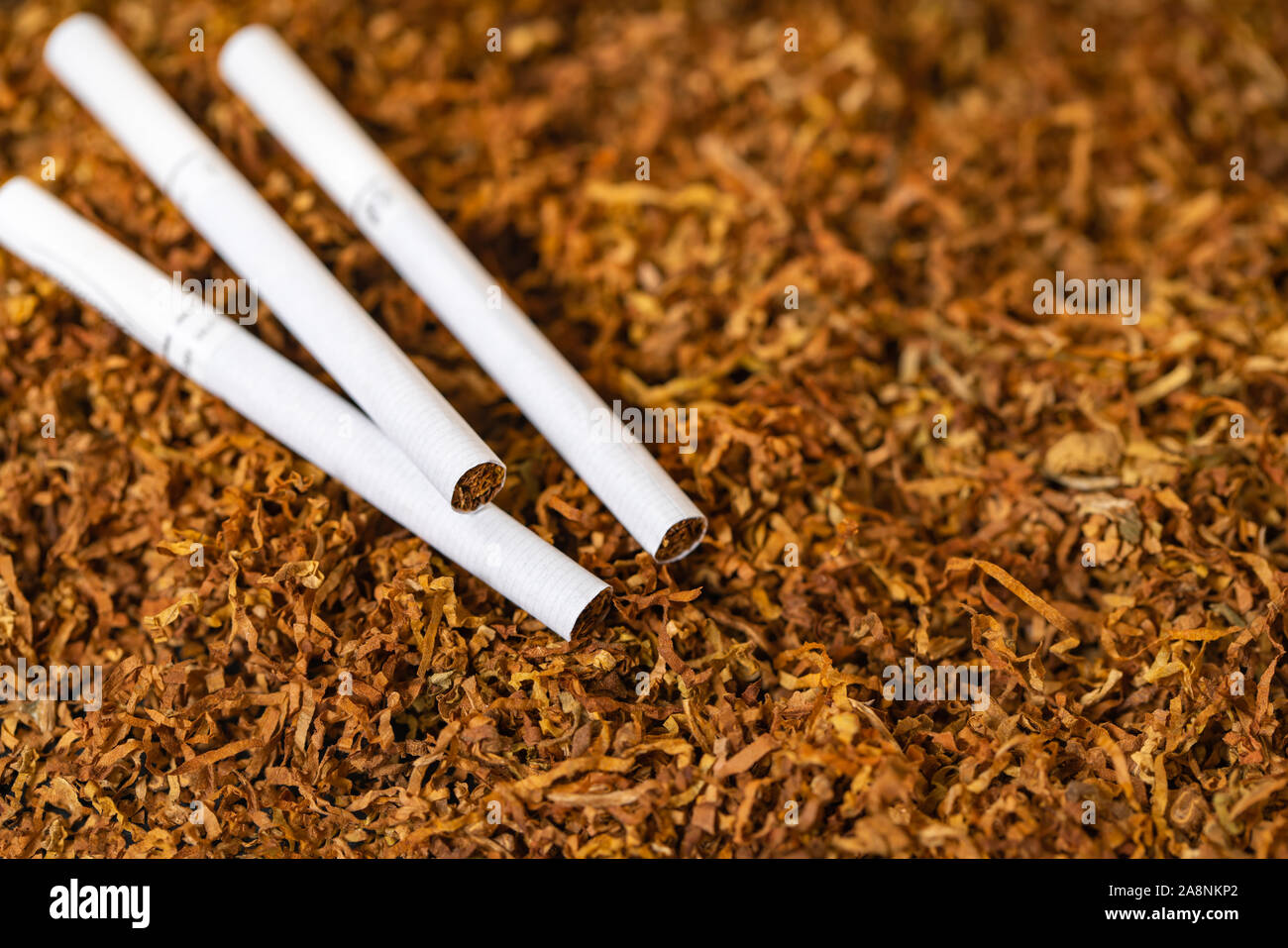 dry cigarettes cigarettes close-up on a background of dry tobacco Stock Photo