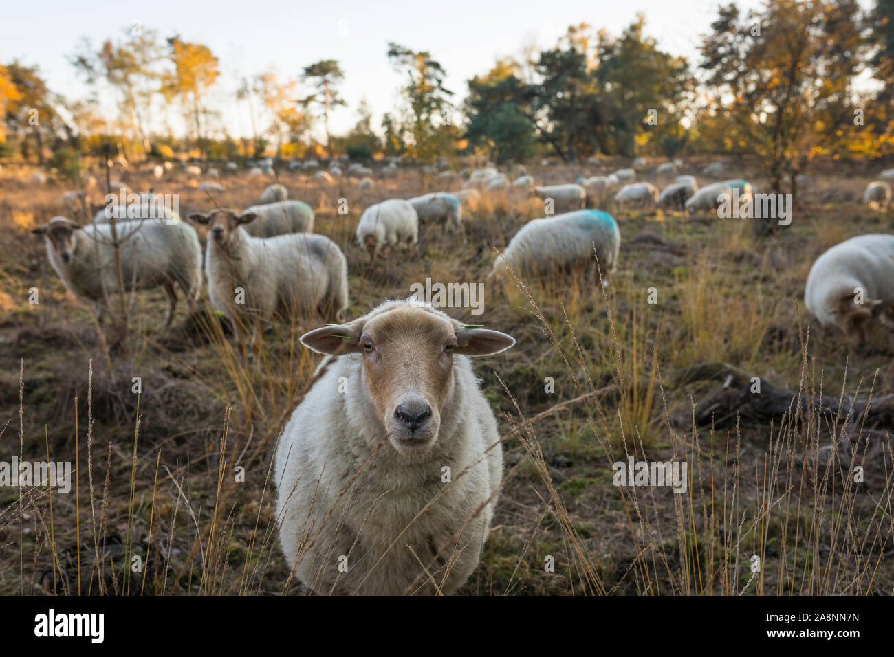 Flock of 'Kempisch Heideschaap' sheep at nature reserve 'Strabrechtse Heide' in the Netherlands Stock Photo