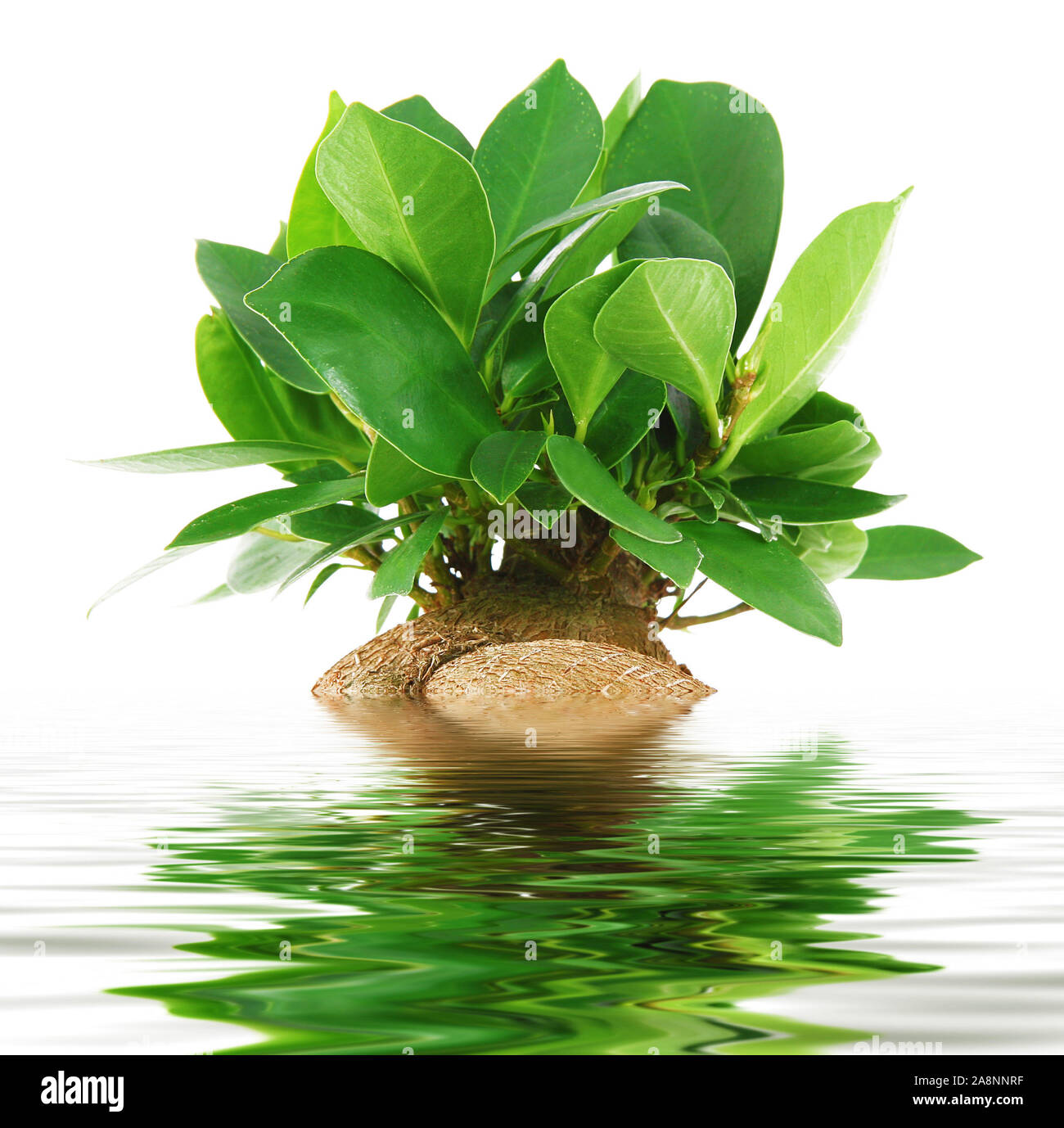 isolated bonsai tree in water on white background Stock Photo Alamy