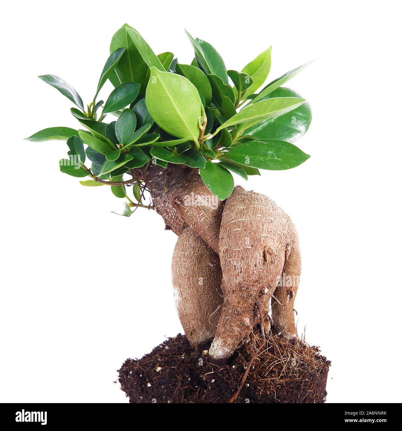 isolated bonsai tree on white background Stock Photo - Alamy