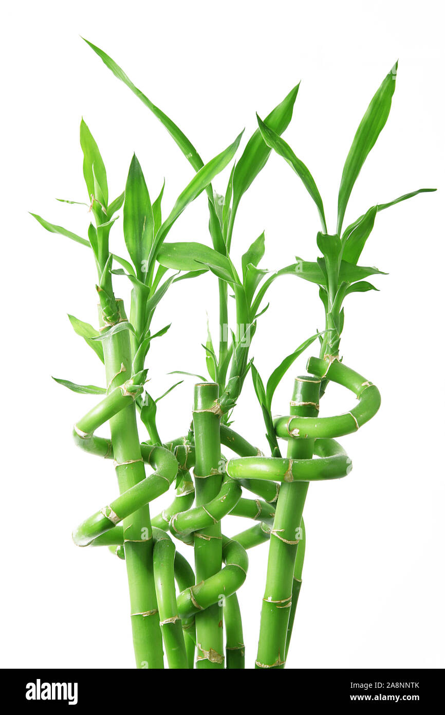 isolated Bamboo Sprouts on white background Stock Photo Alamy