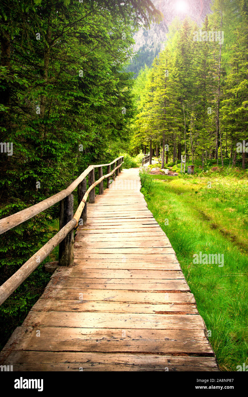 a Wooden walkway in the woods Stock Photo - Alamy