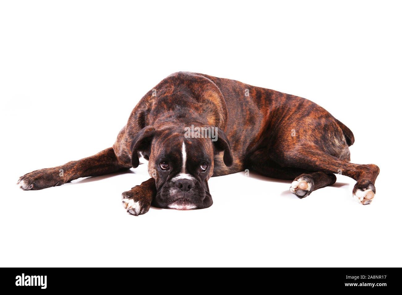 a Beautiful boxer on white background Stock Photo - Alamy