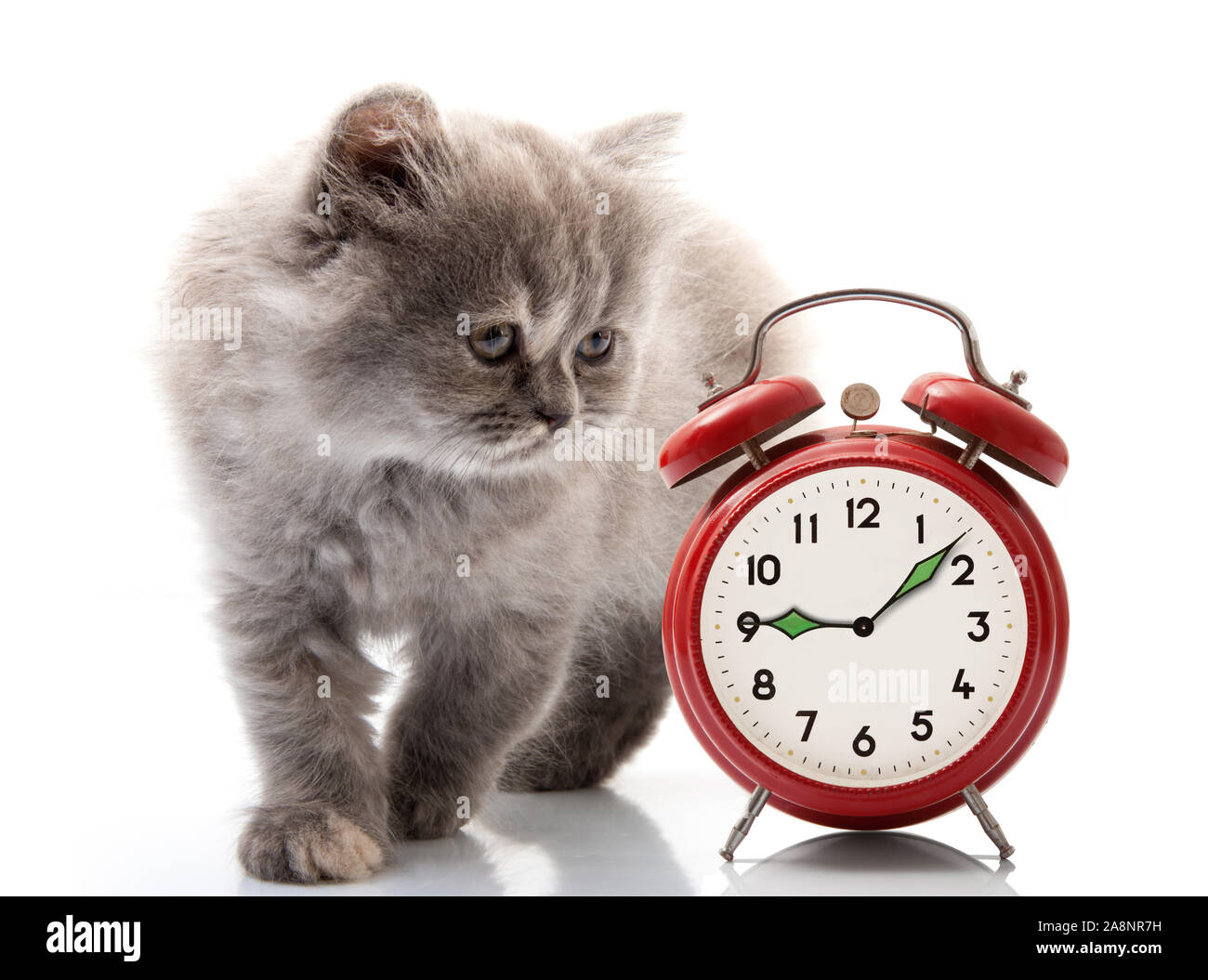furry cat on white background with alarm clock Stock Photo Alamy