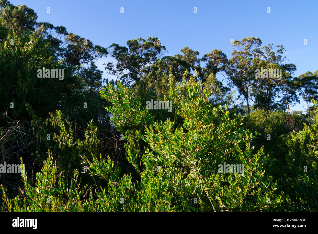 Eucalyptus tree Portugal Stock Photo