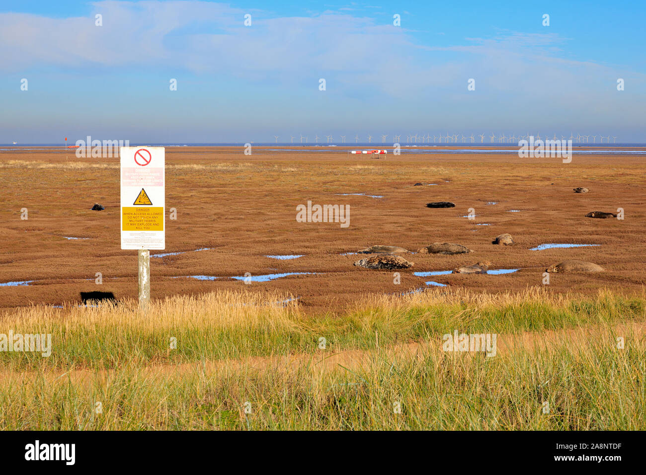 Grey Seals on the beach at Donna Nook during the birthing season on the Lincolnshire Coast UK Stock Photo