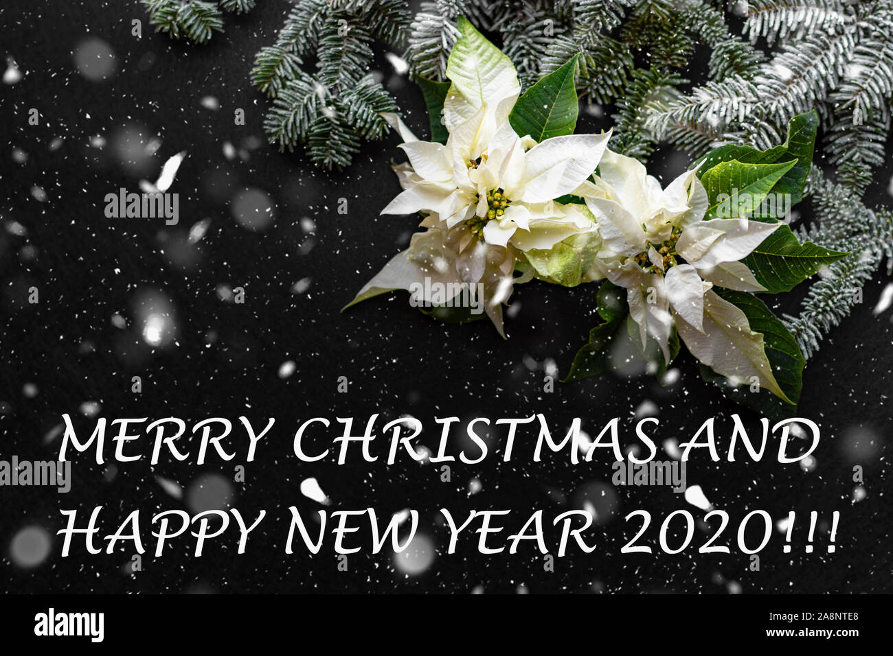 Poinsettia flower with fir tree and snow on dark background. Greetings Christmas card. and new year 2020 . 'Merry Christmas and Happy new year 2020' Stock Photo