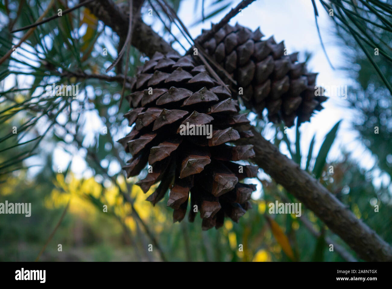 Pine tree Estremadura Portugal Stock Photo Alamy