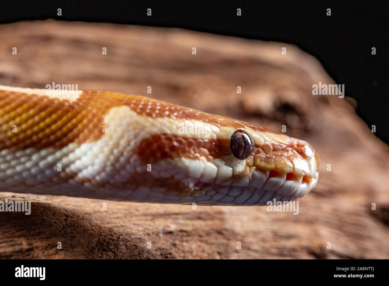 Royal Python, Python Regius, close up on a piece of tree bark Stock Photo